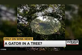 美国一短吻鳄为晒日光浴竟爬上树图片