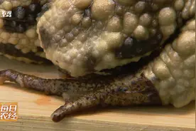 一只蟾蜍卖到300元！他们怎样把癞蛤蟆，养成招财进宝的金蟾？视频封面