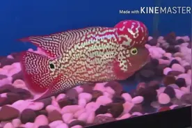 精品罗汉鱼欣赏视频封面