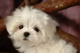 夏季狗狗体外驱虫，应该如何应对？图片