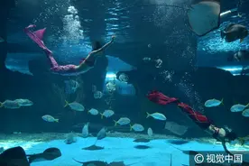探秘海底世界“美人鱼”，旺季一天演45场图片