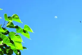 下午两点月亮偷偷爬上来 日月同辉引网友关注图片