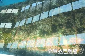 福州成功养殖“绿色鱼子酱”-海葡萄图片