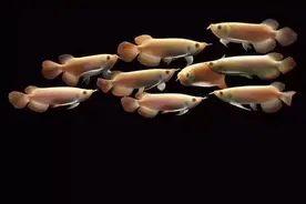 我的混养我做主图片