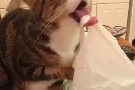 好吃好喝伺候着，可猫主子就爱吃塑料袋怎么办？图片