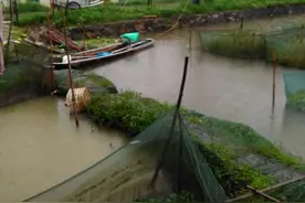 多雨天气推迟黄鳝主产区养殖户投苗时间 市场价格明显下滑图片