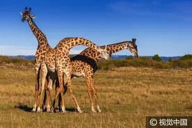 肯尼亚：长颈鹿用脖子打架似跳舞，胜者或赢“女神“芳心图片