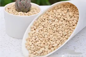 多肉的铺面及配土，原来这么重要！图片