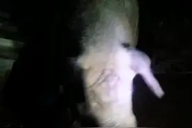 我是猪抖音神曲