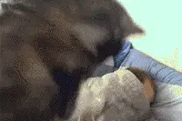 这17个字9成苏州人会说却不会写 第一个就港特了图片