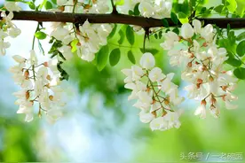 洋槐花开了，你离故乡越来越远图片