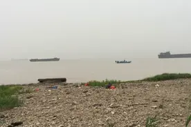 长江边捉龟一会就是一盆，放生的巴西龟差不多泛滥了图片