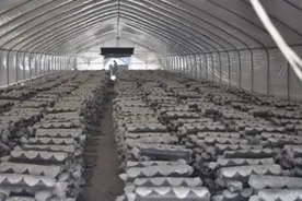 工厂化，香菇连续性周年化生产不再是梦想图片