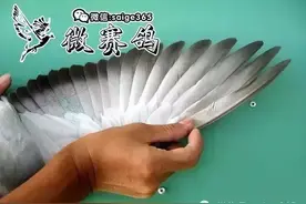 鸽翅被许多鸽友忽略的地方图片