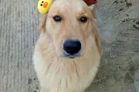 遛弯的时候金毛被阿拉斯加，上了！也不知道会生出什么？图片