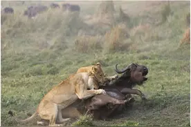 狮子合力围捕大水牛，团结协作尽显王者风范图片