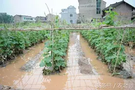 暴雨灾害之后农民补救措施图片