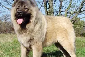 一条“高加索犬”背后的故事图片