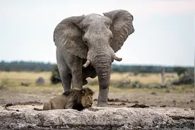 狮子看到大象,都要俯首称臣,太逗了图片