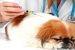 引起比熊得肺炎的原因和注意方法是什么，合格的主人要知道图片