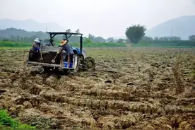 图文解说大米种植全过程，城里的孩子赶紧来见见“世面”吧！图片