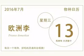 李子，布朗，和西梅，到底谁是谁？图片