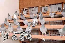 走近高手──鉴鸽篇图片