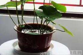 碗莲水里虫子的清理方法图片