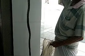 南充77岁的蒋大爷是远近闻名的捕蛇能手图片