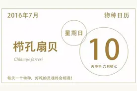 餐桌物种日历 | 7月10日 栉孔扇贝图片