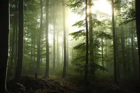 山林中传来了一阵婴儿啼哭声，从此村子里就不安宁了。图片