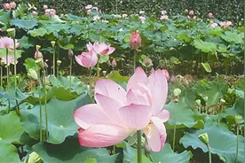 建瓯市吉阳镇：6600亩荷花绽放 美味莲子 待君来图片