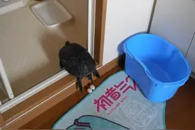 乌龟被卡厕所门框随上前查看，原来是在下蛋图片