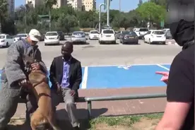 养这样一条犬，拿匕首刺都不怕。图片