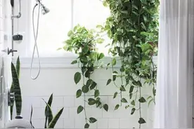 比一比看谁家绿萝爬的远图片