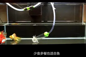 养好金鱼，放水喂食就够了？给你几招轻松养鱼视频封面