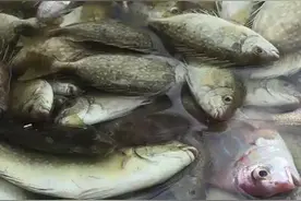 东山岛野生海鲜，可全国发顺丰冷链隔天到，需要私我视频封面