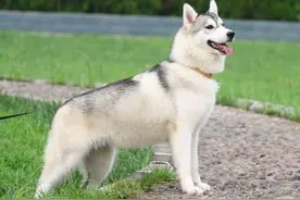 狗狗痉挛的原因和处理方法图片