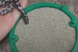 一只蛇是如何在沙中消失的，看来沙漠中是很危险的