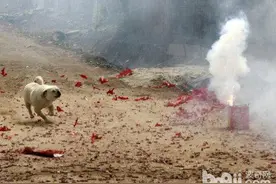 美独立日烟火表演后，上百只狗逃窜走失，至今仍有57只无人认领图片