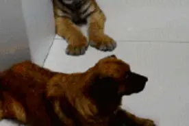 把老虎和狗狗一起养的结果就是，老虎变成“狗狗”图片