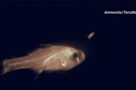 笑炸GIF图：这作死，给满分。。图片