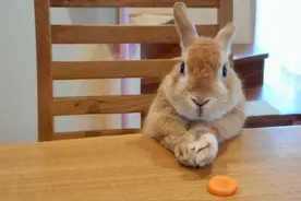 喂！妖妖灵吗？这里有只兔子成精了~图片