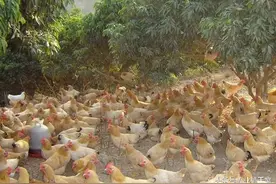 鸡球虫病就得这么治：八种治疗鸡球虫病的药以及它们的优缺点图片