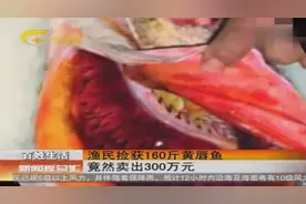 福建穷汉海上捡160斤重大黄唇鱼 卖得300万