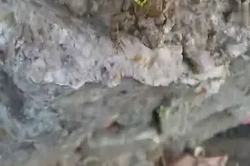 草花蛇吞食硕大整只青蛙全过程