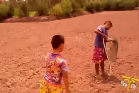 实拍越南小男孩在地里捉一条毒蛇，好熟练的手法，真替他捏把汗！图片