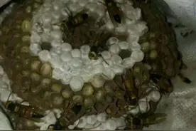 蜂蛹，农村里不敢看的美味，吃了又停不下来。图片