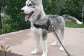 二哈换毛后居然变成了卷毛犬，主人一下懵了：这是什么情况？图片