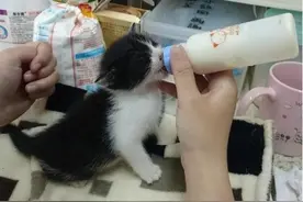 小奶猫被困黏鼠板动弹不得，获救后死里逃生开心喝奶边踏步玩图片